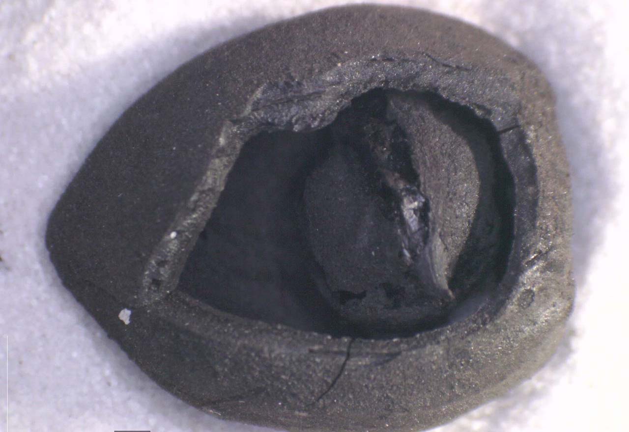 A W554405 02