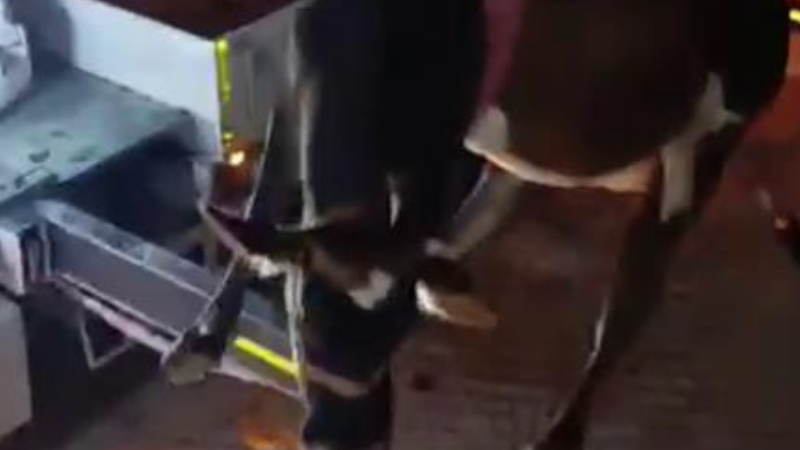 Evin damında mahsur kalan inek vinçle kurtarıldı