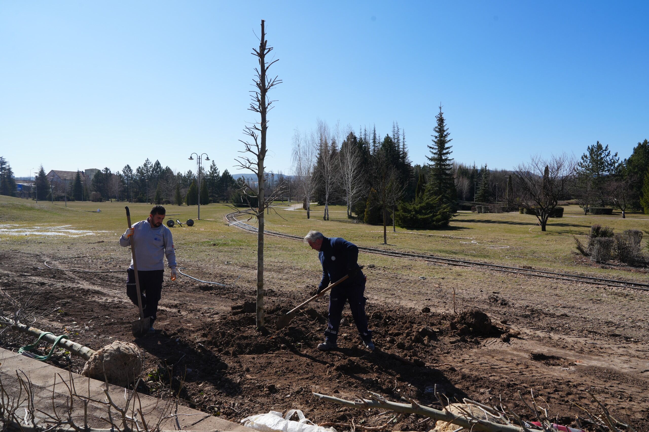 Sazova’da Çinarlar Toprakla Buluşuyor (3)