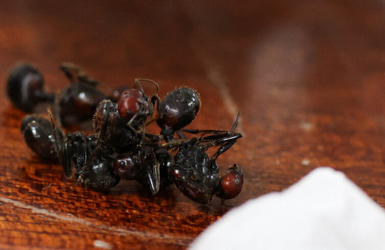 2026 04 07 T132745 Z 358757083 R C2 A K K A W N H73 R T R M A D P 3 K E N Y A A N T S