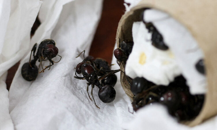 2026 04 07 T132747 Z 1217033219 R C2 A K K A P D X O7 R T R M A D P 3 K E N Y A A N T S