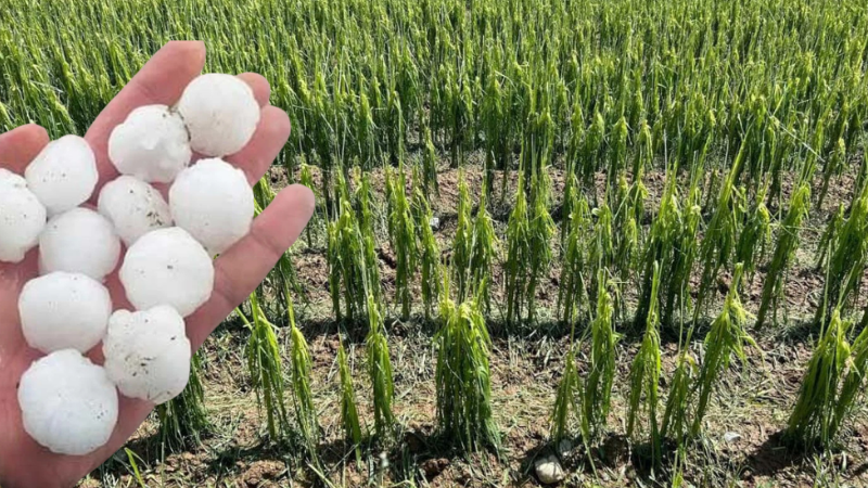 Eskişehir'de dolu zararı netleşiyor: Üretici yeniden ekim yapmak zorunda kaldı