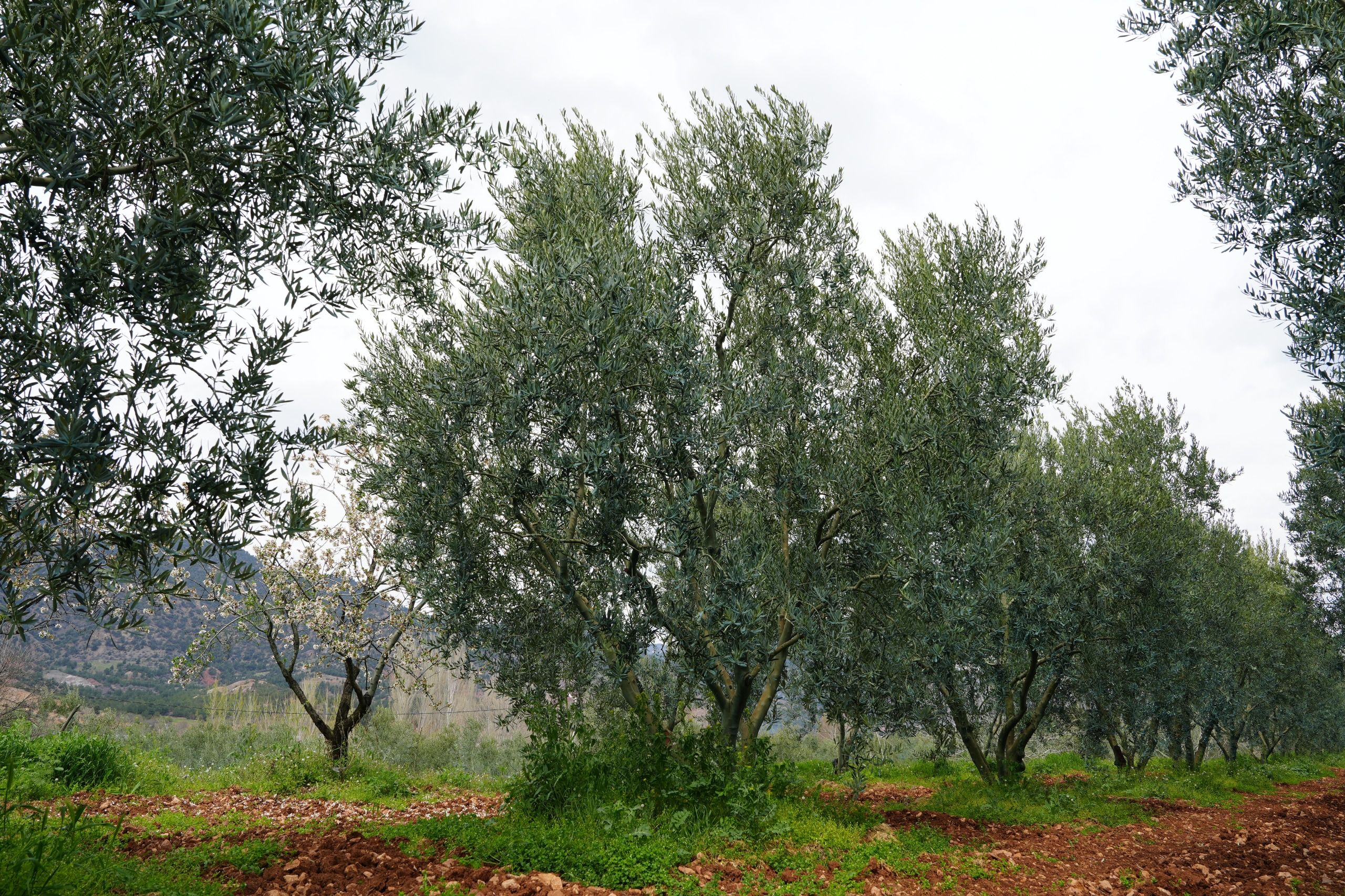 Ödüllü Dorli̇on Zeyti̇nyağinda Erken Hasat Heyecani (7)