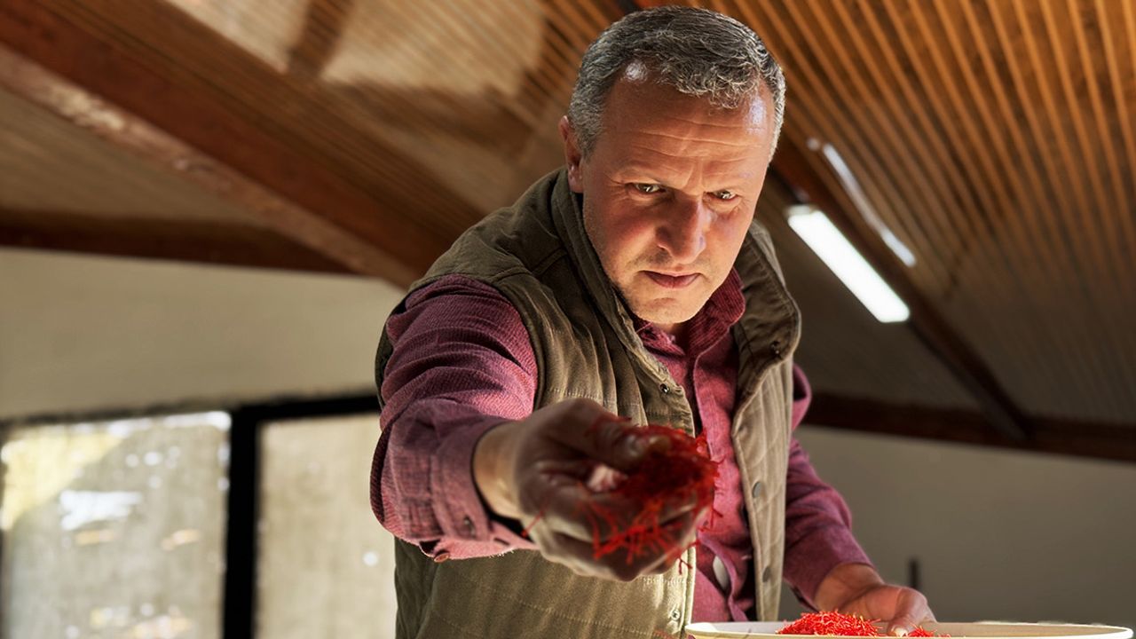 AB tescilli safranın hasadı sürüyor