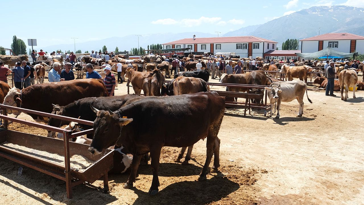 Refahiye’nin 34 köyünde şap karantinası