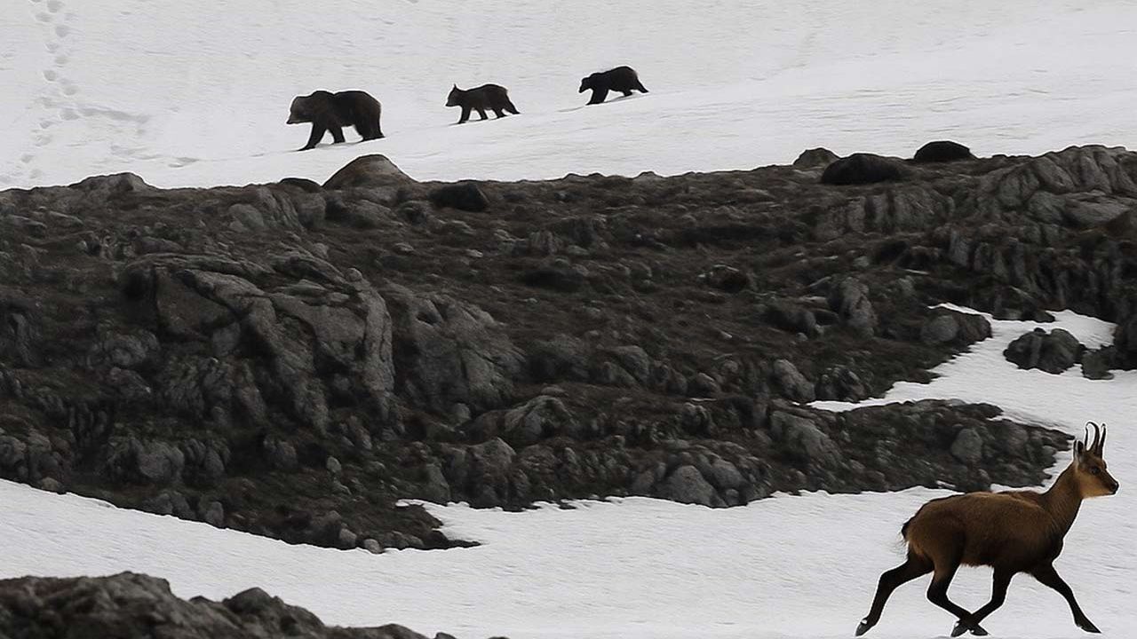 Munzur Dağı’nda nefes kesen anlar: Boz ayıdan kaçan dağ keçileri kamerada