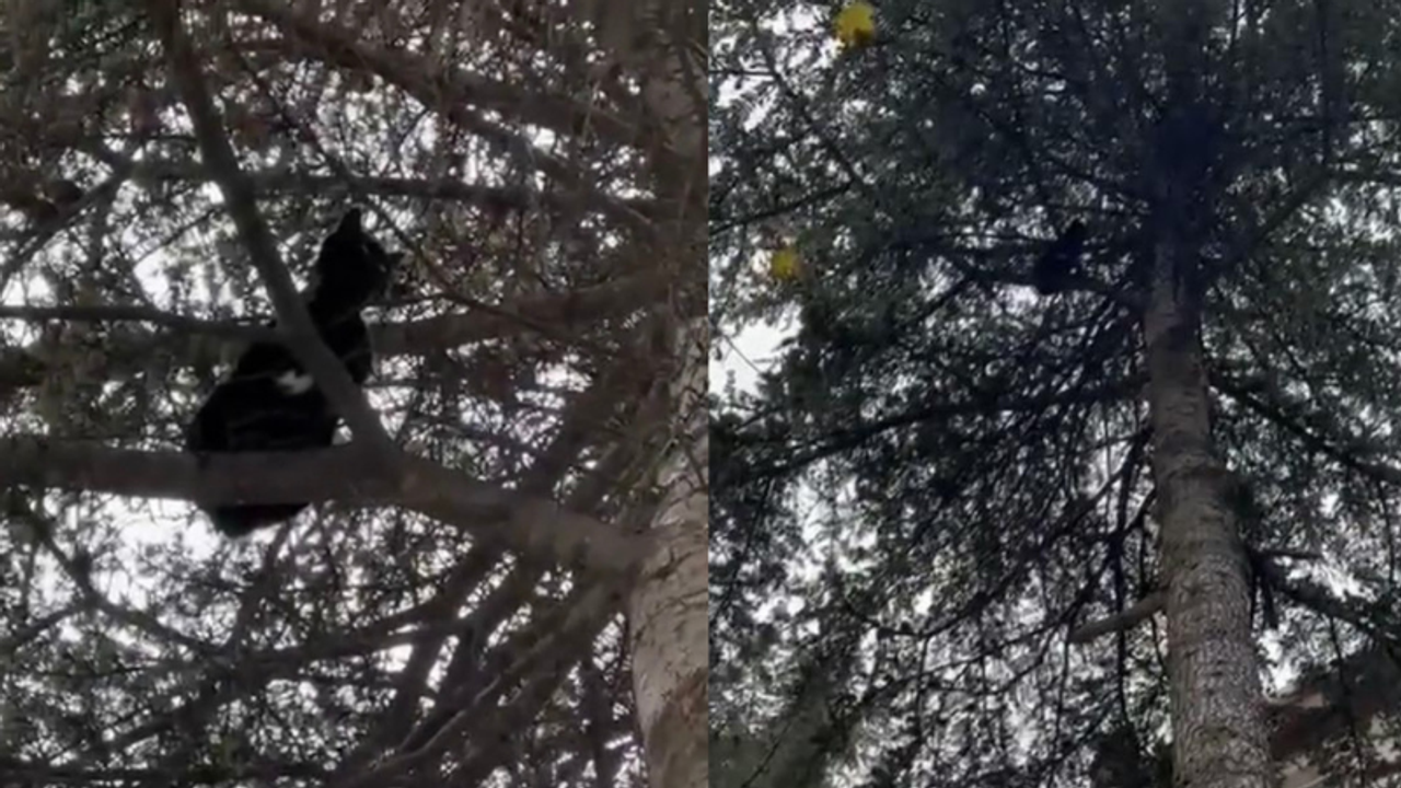 Eskişehir’de 4 gündür ağaçta mahsur kalan kedi için mahalleli seferber oldu!