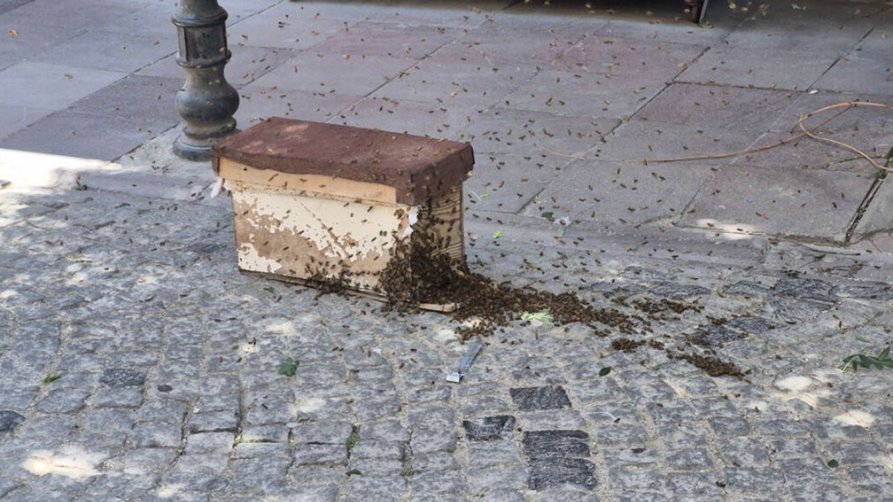 Eskişehir'de arı paniği