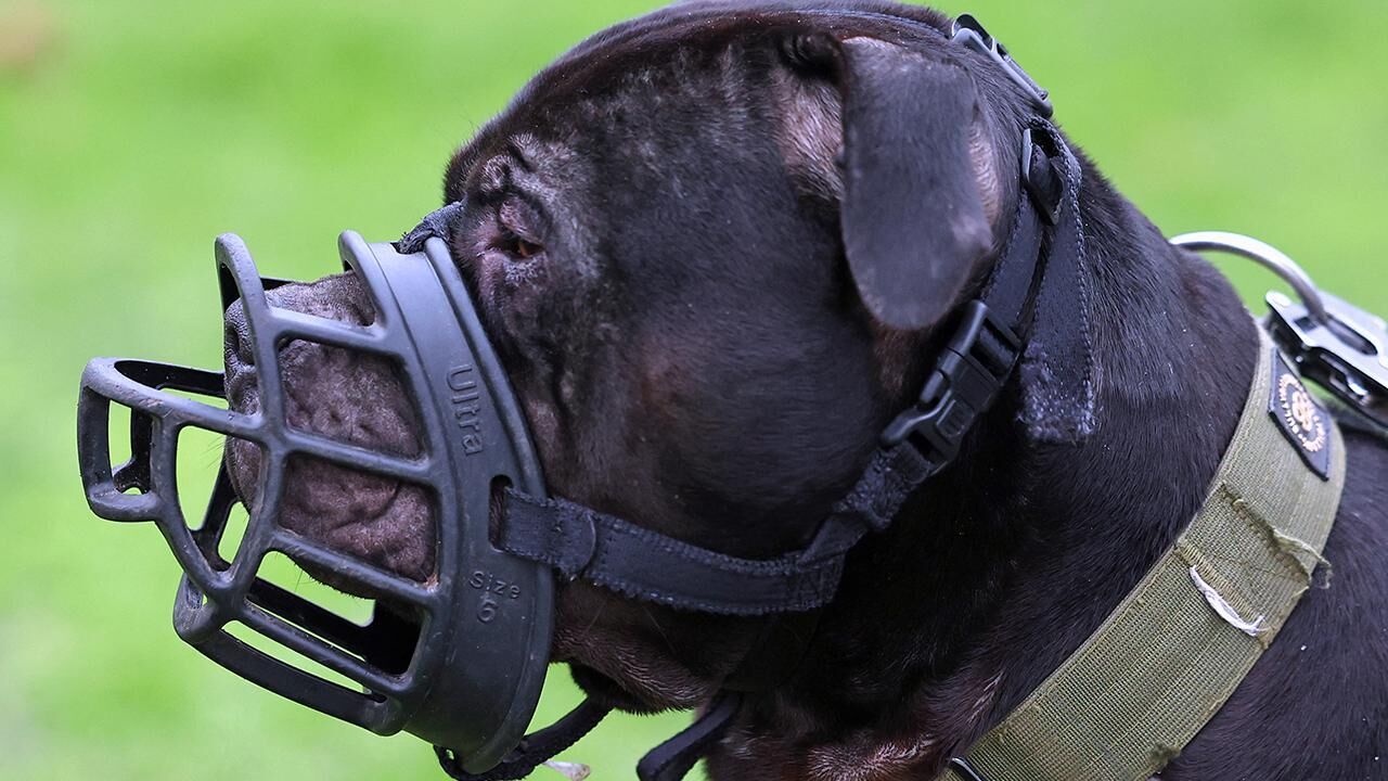 İngiltere'de çocuklu ailelere köpek şoku: 12 yaş altına yasa