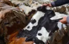 THK Eskişehir Şube Başkanı Çalışkan’dan kurban derisi bağışı çağrısı