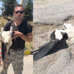 Eskişehir'de bacağı kırık halde bulunan leylek 4 gündür yardım bekliyor