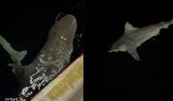 Heyecanla yakaladığı 2 buçuk metrelik devasa köpek balığını denize bıraktı