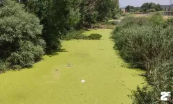 Porsuk Çayı Beylikova’da yosun tuttu