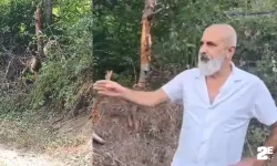 Artvin’de tellere takılan ayı