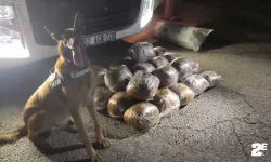 TIR'da 40 kilo skunk ele geçirildi