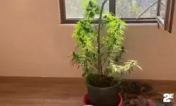 Baskın yapılan evin her odasından saksılarda kenevir çıktı