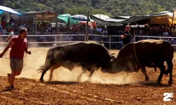 Boğa güreşleri büyüledi