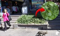 Merdiven boşluğunda karpuz yetişti