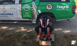 Yol kenarındaki köpeklere ekipler sahip çıktı