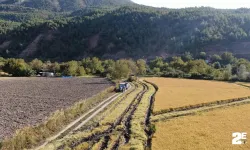 Çeltikte hasat gecikmeli olarak başladı