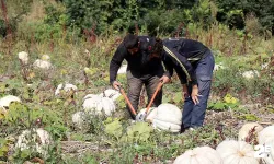 Coğrafi işaretli meşhur Sakarya kabağında hasat zamanı