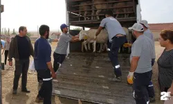 Küçükbaş Hayvanlar Hak Sahiplerine Teslim Edildi