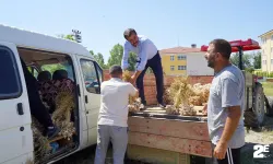 Sarımsaktaki verim kaybı üreticiyi üzdü
