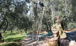 Zeytin alım fiyatları dudak uçuklattı!