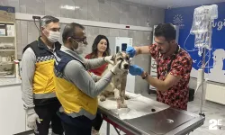 13 yerinden bıçaklanan köpeğe 150 dikiş atıldı