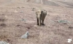 Ardahan’da "fil" alarmı