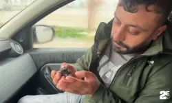 Hayvansever gazeteci çırpınan serçeyi kurtardı