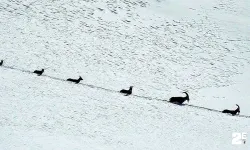 Karlı dağları aşarak göç yoluna koyulan şamua sürüsü görüntülendi