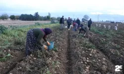 Patateste hasat dönemi bitiyor