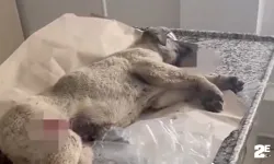 Polisten yaralı köpeğe yardım eli