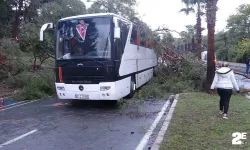 Servis otobüsünün üzerine çam ağacı devrildi