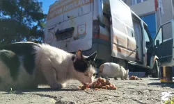 Sokaktaki can dostlar unutulmuyor