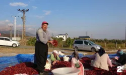 Tescilli biberde yılın son hasadı