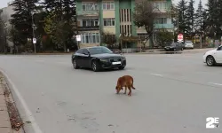 Yol ortasında bekleyen köpek sürücülere zor anlar yaşattı