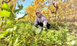 Sararan bağlarda ısırgan otu bereketlendi