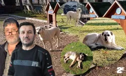 Vatandaşlar başıboş sokak köpekleri yüzünden parka girmeye korkuyor