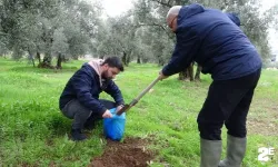 Zeytin verimliliğini arttırmak  için çalışıyorlar