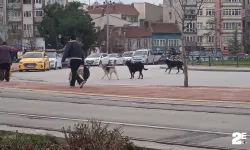 Başıboş köpekler çevreye endişe veriyor