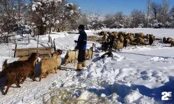 Besicilerin zorlu kış mesaisi başladı