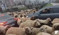 Koyun sürüsü çevre yoluna çıktı, trafikte uzun kuyruklar oluştu