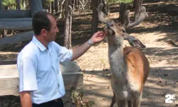 Türkiye’nin tek geyik çobanını geyikler hastanelik etti