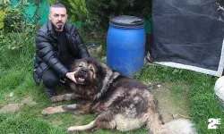 Çalamadığı köpeği pompalı tüfekle vurdu