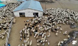 Erzincan’da besicilerin ‘kuzu’ mesaisi