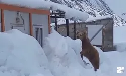 Kış uykusuna yatamayan ayı şantiyeye girdi