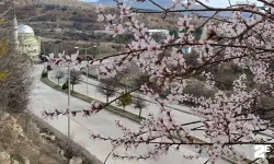 Tunceli’de badem ağaçları çiçek açtı, üretici tedirgin