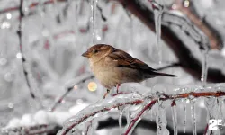 Eskişehir'de meteorolojiden uyarı!